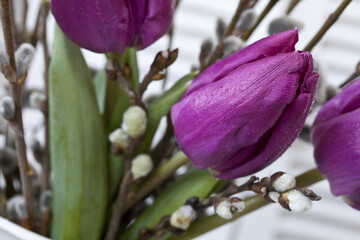 Fresh Purple Tulip Spring Still Life - 576119618