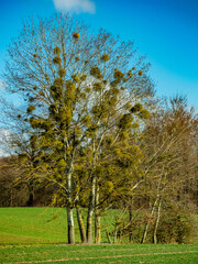 Obraz premium Viele Misteln auf Obstbaum im Winter