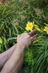 Gardener taking care of garden. Man sprays flowers in yard. Summer jobs. 