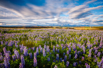 Breathtaking view of the valley covered with lupine flowers on a sunny day. Iceland, Europe.