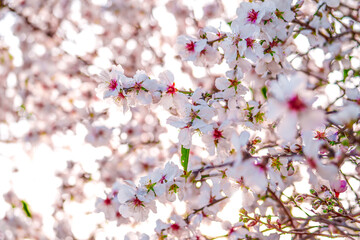 Prunus dulcis (amygdalus) almond blossom and bud pip