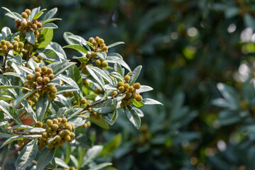 Young fruit of Japanese bayberry, on the tree