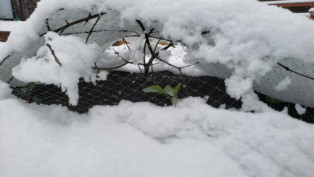Close up plants covered in layer of snow after surprise winter comeback in early spring. 