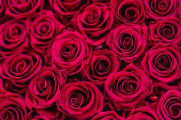 red roses background romantic love 
