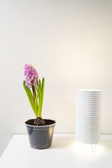 Purple house hyacinth on a white shelf next to a lamp. The concept of the arrival of spring. Image for design