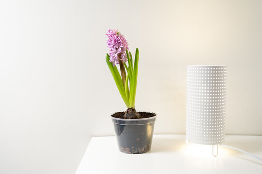 Horizontal image of a purple hyacinth in a pot standing on a white shelf near a table lamp at home. The concept of indoor plants