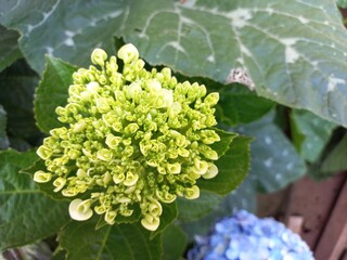 blue hydrangea flower