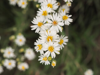 daisies in the garden