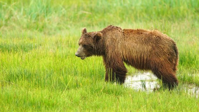 Large Female Sow Grizzly Bear Foraging Inland Alaska