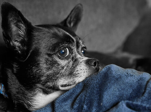 Chihuahua Dog Portrait 