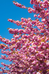 Sakura, pink cherry blossom on blue background. Sakura pink flowers on sunny backdrop. Spring background with a branch of blooming sakura. Sakura flower spring blossom background. Spring bloom.