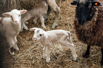Obraz premium Little lambs looking at camera on the farm