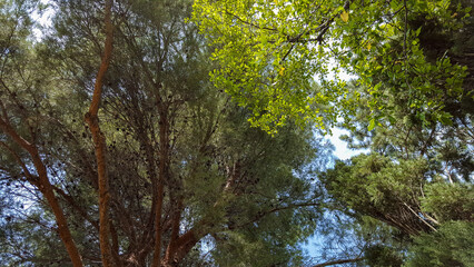 Les  cimes des arbres 