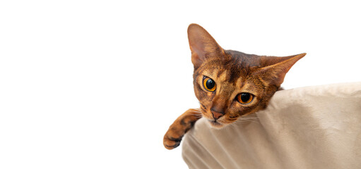 Abyssinian cat at home. Horizontal cat poster, greeting cards, headers, website