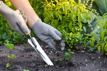 weed removal in a garden with a long root, care and cultivation of vegetables, plant cultivation, weed control, root remover in the hands of a gardener - obrazy, fototapety, plakaty