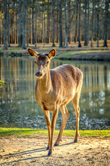 female doe deer grazing walking 