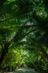 Straight pathway and coconut trees in the tropical island, Kayangel state, Palau, Pacific 