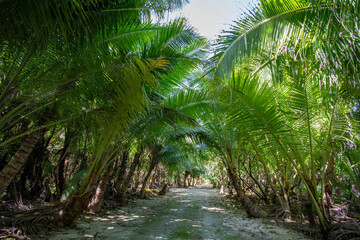 Straight pathway and coconut trees in the tropical island, Kayangel state, Palau, Pacific 