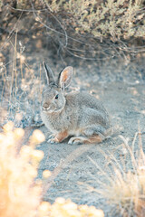 Mountain Cottontail Rabbit (Sylvilagus nuttallii) in Oregan