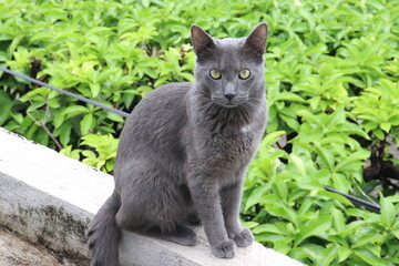 Naklejka na ściany i meble gato de color gris viendo la hierba verde