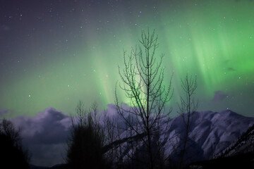 Fototapeta premium Northern lights