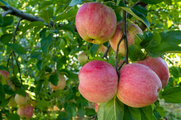 Ripening apples on a branches, close-up. Apple tree with red fruits for publication, design, poster, calendar, post, screensaver, wallpaper, postcard, banner, cover, website. High quality photo