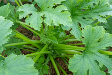 Green leaves zuchini plant, top view. Vegetable background from vegetable marrow bush for publication, poster, screensaver, wallpaper, card, banner, cover, post, website, space for design or text.