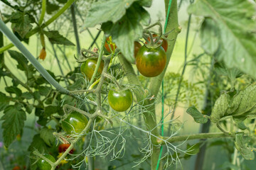 Ripening tomatoes on tomato bush, close-up. Growing tomatoes for publication, poster, screensaver, wallpaper, postcard, banner, cover, website, a place for your design or text. High quality photo