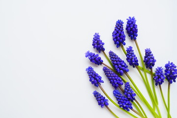 Blue spring flowers on a white background. Muscari armeniacum on a white background. Bright postcard, congratulations. Copy space still life flat lay. Armenian grape hyacinth. - obrazy, fototapety, plakaty