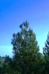 Fototapeta premium A tall tree in Indonesia's natural forest