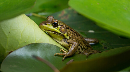 frog in the pond