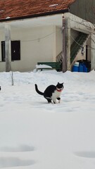 il gatto delle nevi sulla neve,