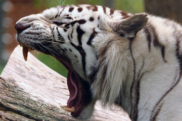 white tiger portrait dangerous beast