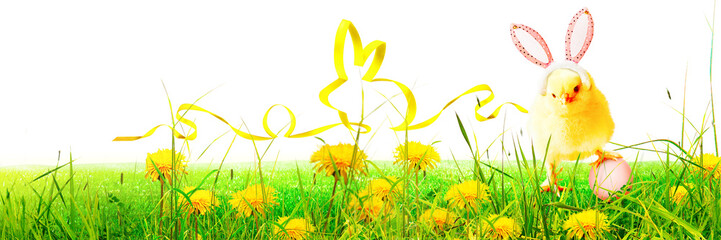 Little cute newborn baby chick for Easter celebration.