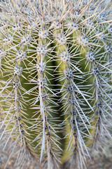 beehive cactus close up of spikes on spines in desert