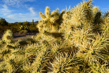 cholla cactus in the Joshua Tree National Park desert with golden light and sky