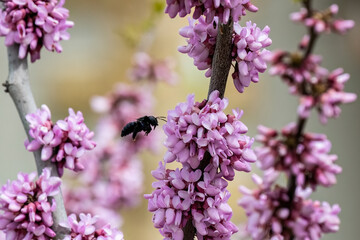 Cercis siliquastrum or Judas tree pink flowers with Bumblebee insect.