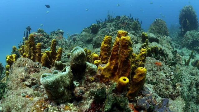 Small Fish Swimming Around Yellow Tube Mediterranean Sponge While Snorkeler Exploring During Vacation - Oranjestad, Sint Eustatius