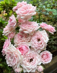 pink and white roses