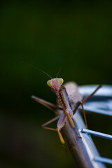 mantis on a leaf