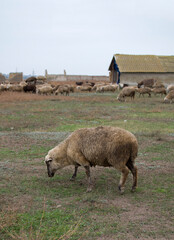 sheep and lambs