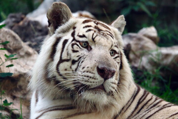 Obraz na płótnie Canvas tiger in the zoo