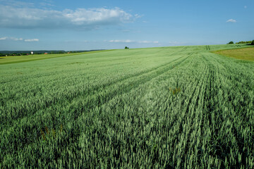 Obraz premium Landscape of a green wheat field. Fresh spikes of young green wheat. Sunrise. Place for text.
