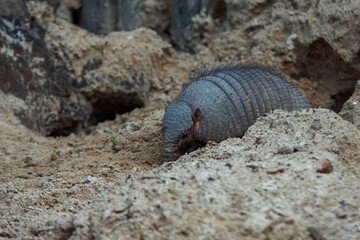 Hairy Armadillo in the sand
