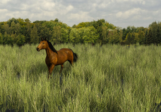 Brown Horse on pasture, 3d rendering .