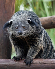 Binturong in zoo