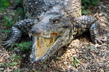 alligator in the everglades