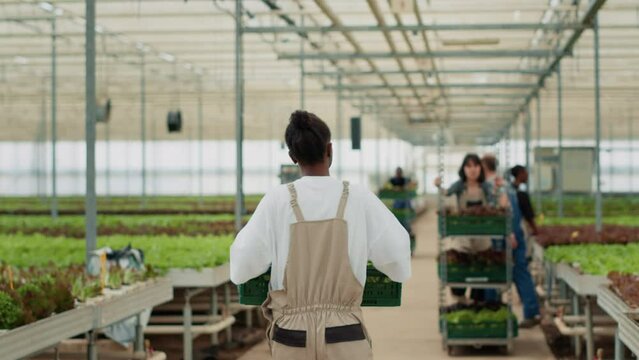 African american woman walking away while holding lettuce crate and saying hello to tired organic farm worker pushing rack. Greenhouse farmer working in hydroponic enviroment preparing delivery.