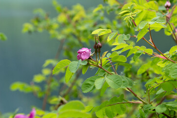 Pink Wild Rose Bush in Spring Dog Rose Wild Flower in Austria