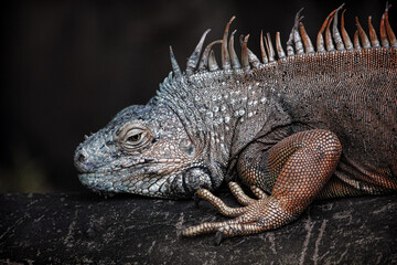 Obraz premium close up of iguana